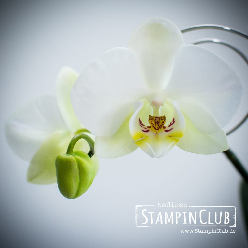Orchidee